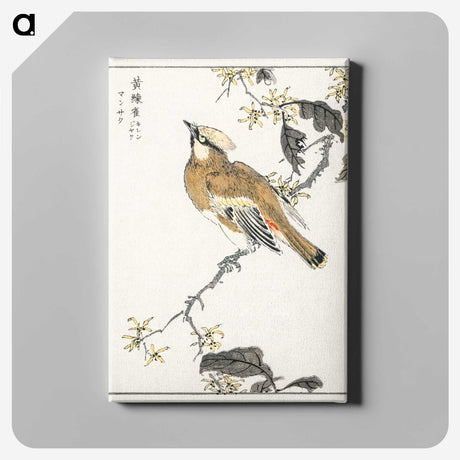 1-26_Pictorial-Monograph-of-Birds_canvas
