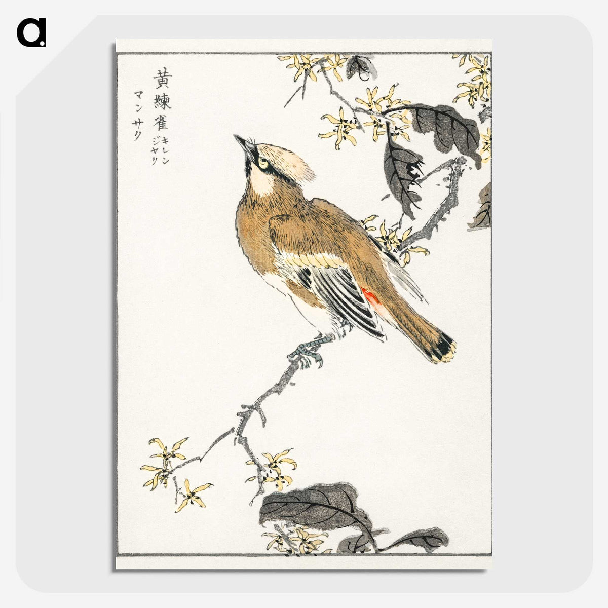 1-26_Pictorial-Monograph-of-Birds_picture-crop