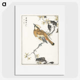 1-26_Pictorial-Monograph-of-Birds_picture