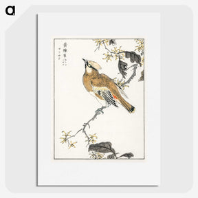 1-26_Pictorial-Monograph-of-Birds_picture