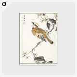 1-26_Pictorial-Monograph-of-Birds_postcard