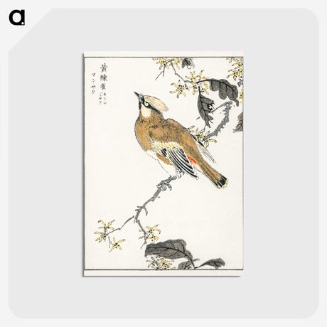 1-26_Pictorial-Monograph-of-Birds_postcard