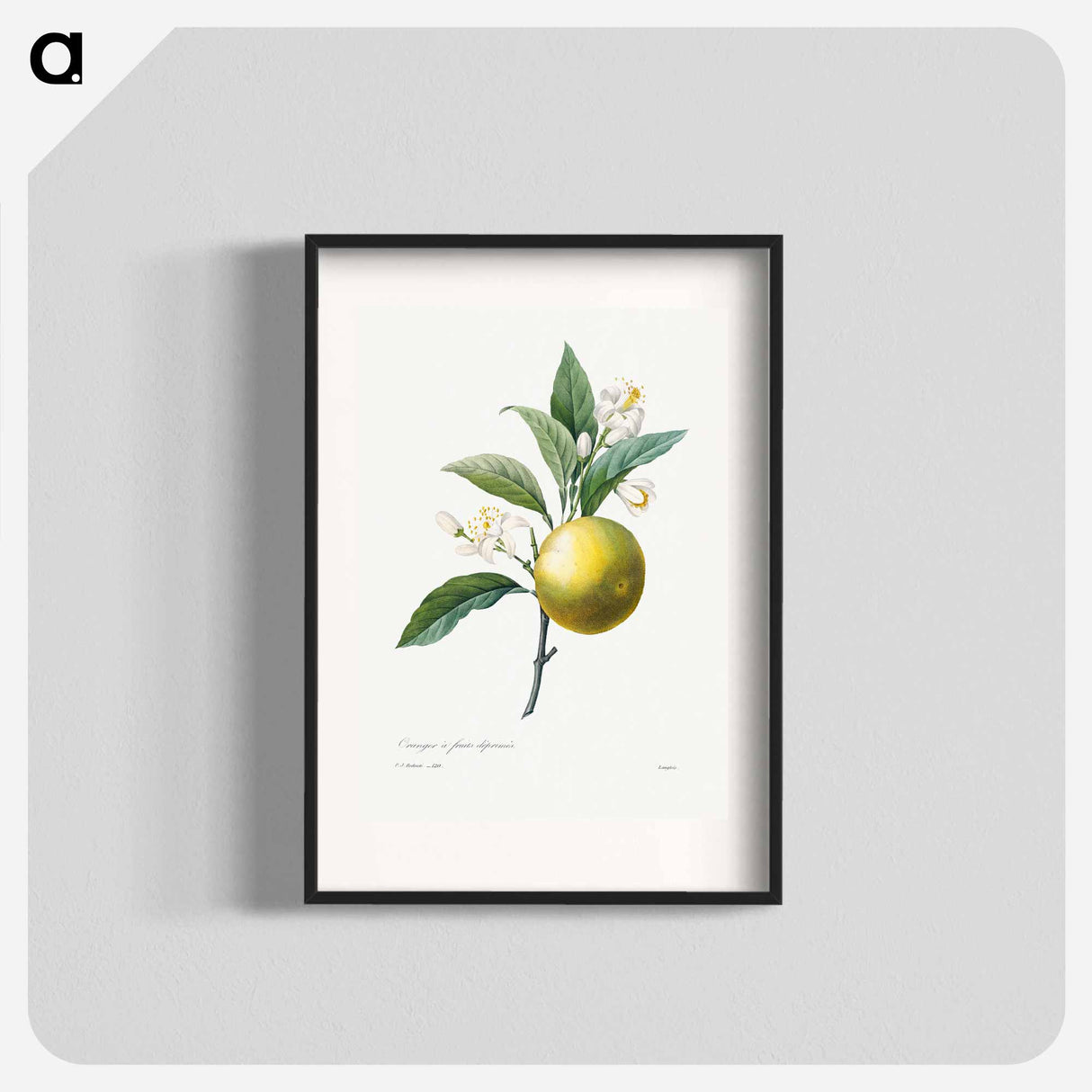 Orange - Pierre Joseph Redouté Poster.