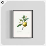 Orange - Pierre Joseph Redouté Poster.
