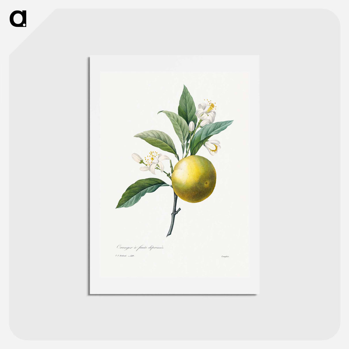 アートポストカード-Orange - ピエール ジョゼフ ルドゥーテ Postcard.