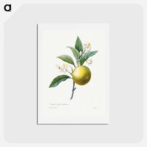 アートポストカード-Orange - ピエール ジョゼフ ルドゥーテ Postcard.
