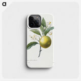 1-26_Pierre-Joseph-Redoute_phone