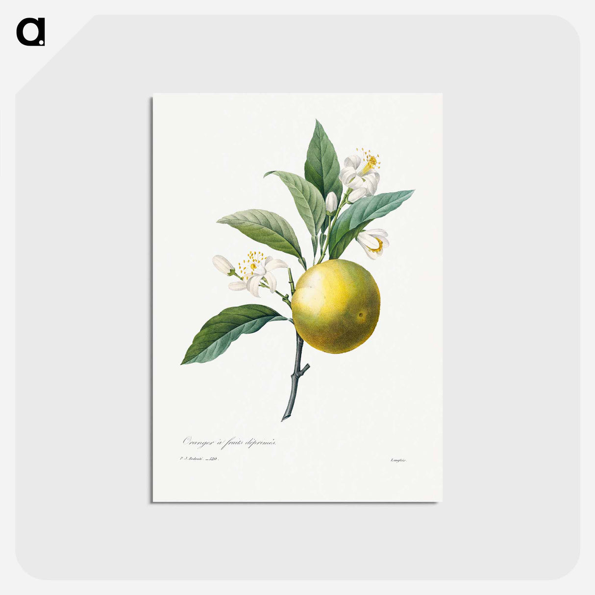 アートポストカード-Orange - ピエール ジョゼフ ルドゥーテ Postcard.