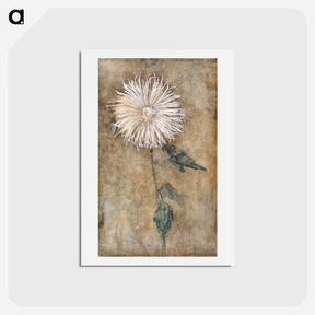 アートポストカード-Chrysanthemum - ピエト モンドリアン Postcard.