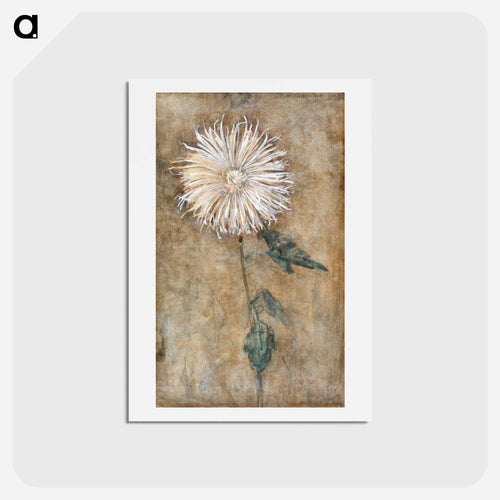 Chrysanthemum - ピエト モンドリアン Postcard.