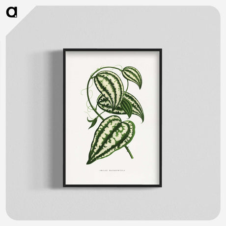 1-26_Plants-with-Colored-Foliage_blk-crop