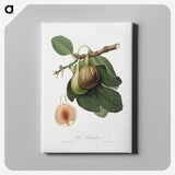 1-26_Pomona-Italiana_canvas