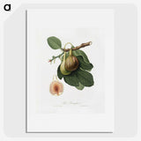 1-26_Pomona-Italiana_picture