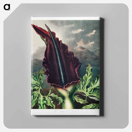 アートパネル-The Dragon Arum from The Temple of Flora
 - ロバート ジョン ソーントン Canvas.