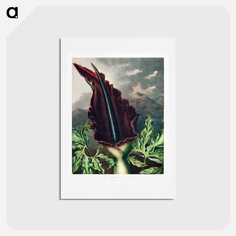 アートポストカード-The Dragon Arum from The Temple of Flora
 - ロバート ジョン ソーントン Postcard.