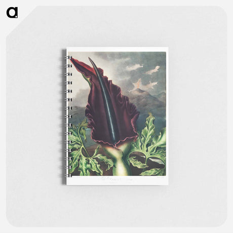 アートメモ帳-The Dragon Arum from The Temple of Flora
 - ロバート ジョン ソーントン Memo.