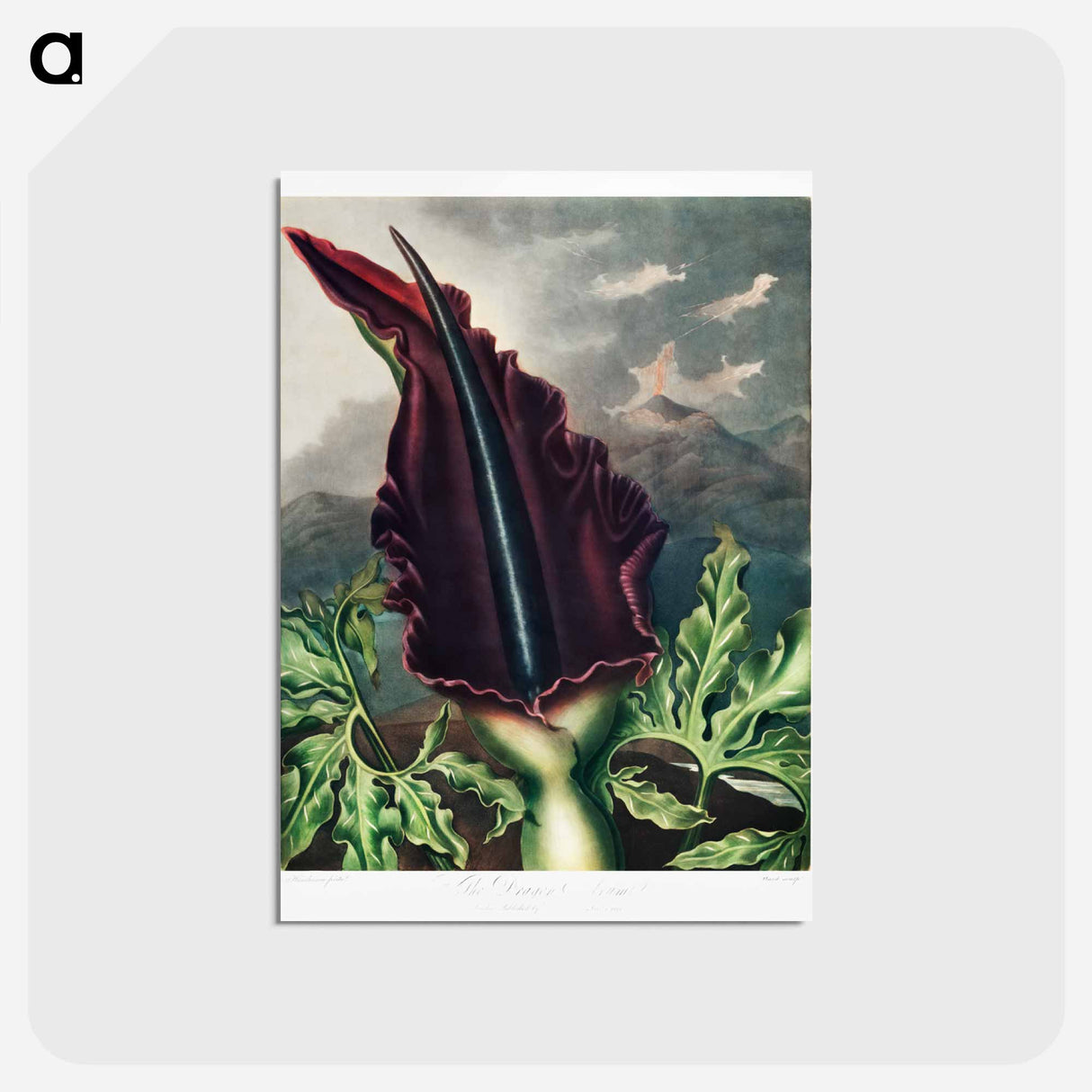 アートポストカード-The Dragon Arum from The Temple of Flora
 - ロバート ジョン ソーントン Postcard.