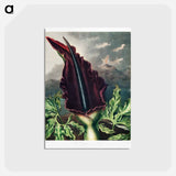 アートポストカード-The Dragon Arum from The Temple of Flora
 - ロバート ジョン ソーントン Postcard.