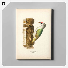 アートパネル-Grey-Headed Woodpecker
 - スヴェンスカ フォグラル Canvas.