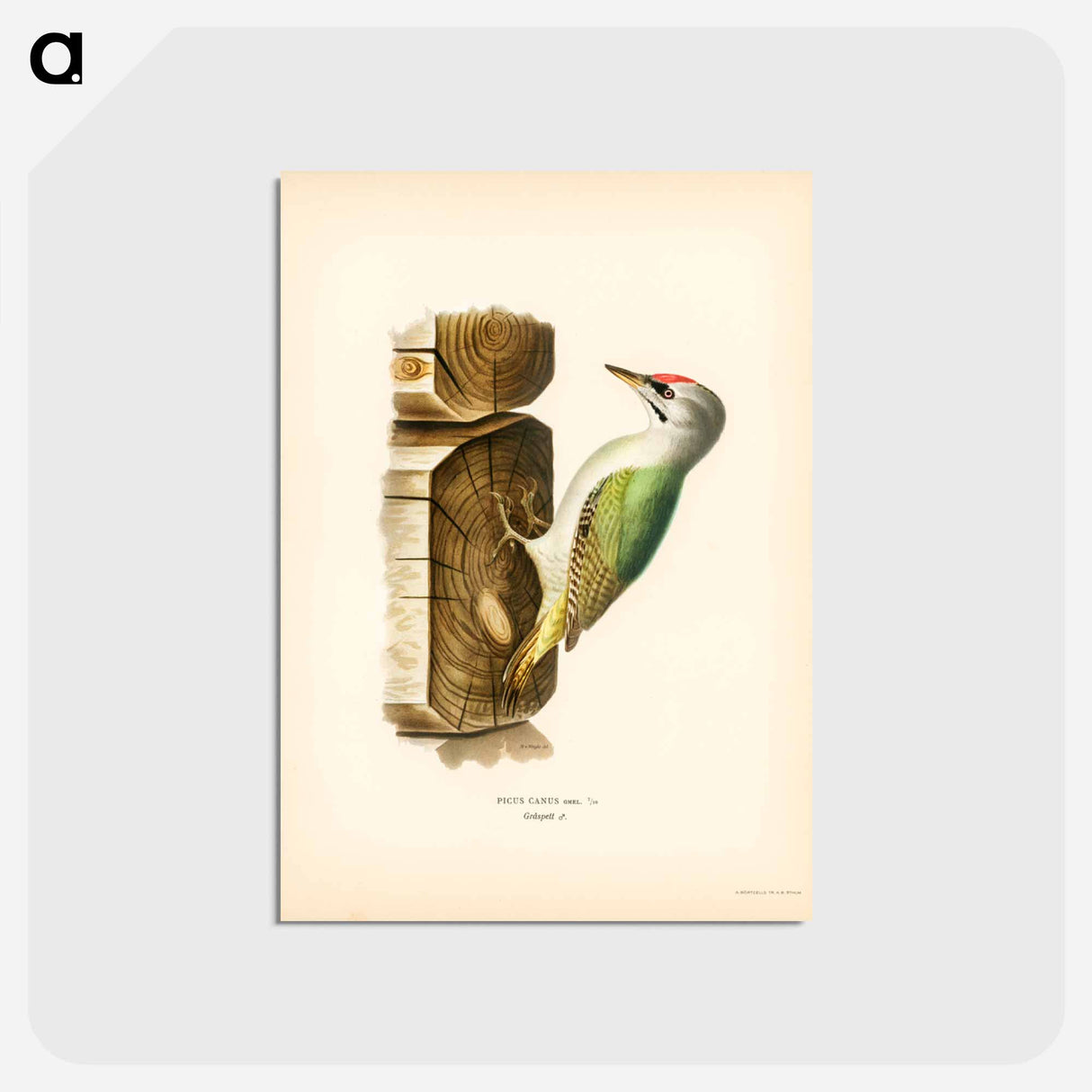 アートポストカード-Grey-Headed Woodpecker
 - スヴェンスカ フォグラル Postcard.