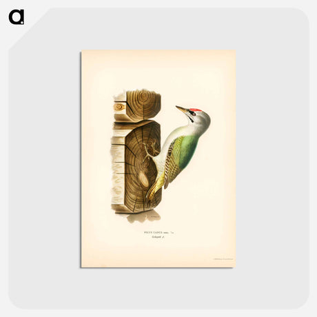 アートポストカード-Grey-Headed Woodpecker
 - スヴェンスカ フォグラル Postcard.