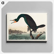 アートパネル-Florida Cormorant from Birds of America
 - アメリカの鳥たち Canvas.