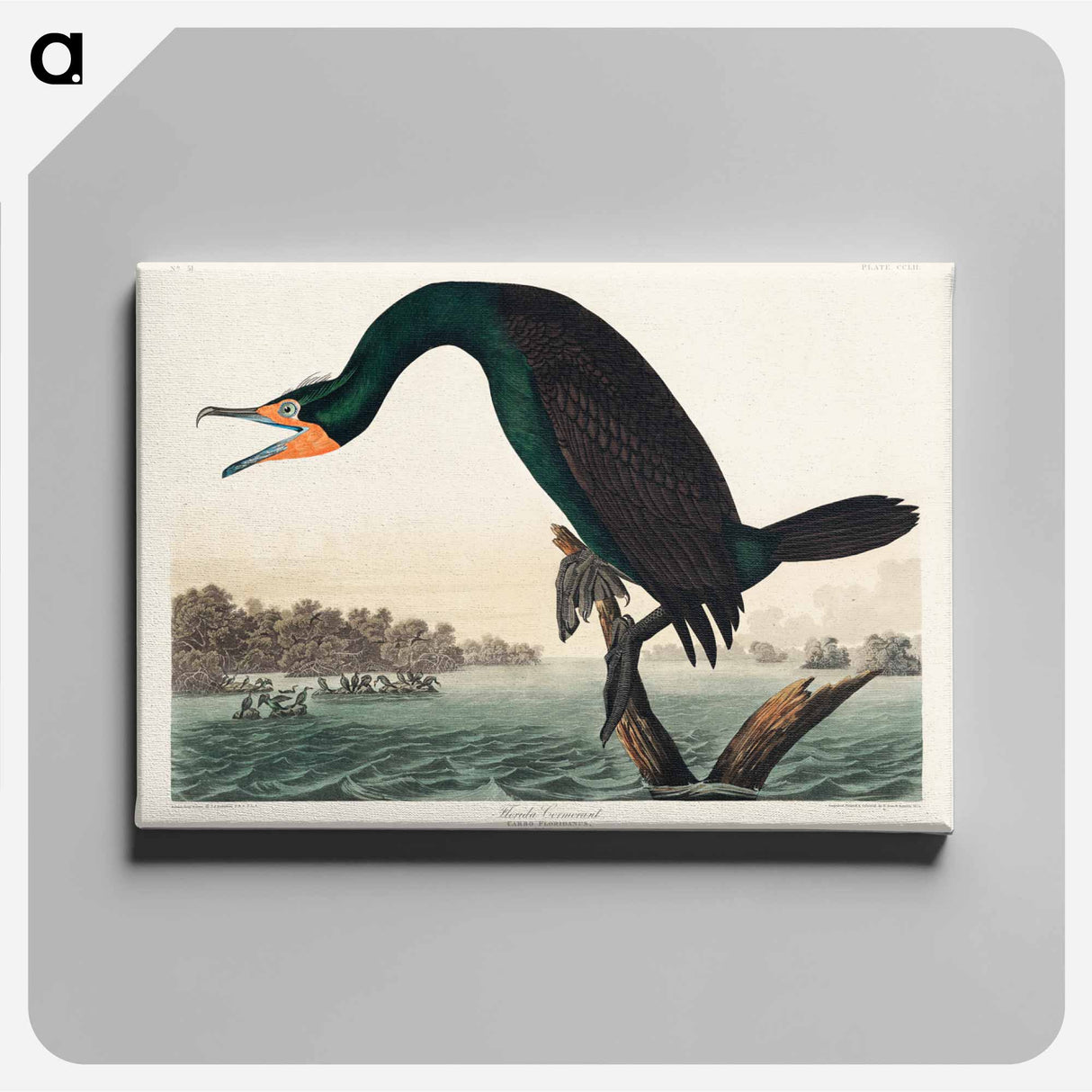アートパネル-Florida Cormorant from Birds of America
 - アメリカの鳥たち Canvas.