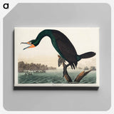 アートパネル-Florida Cormorant from Birds of America
 - アメリカの鳥たち Canvas.