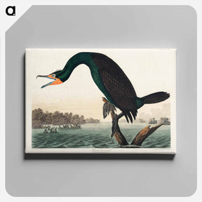 アートパネル-Florida Cormorant from Birds of America
 - アメリカの鳥たち Canvas.