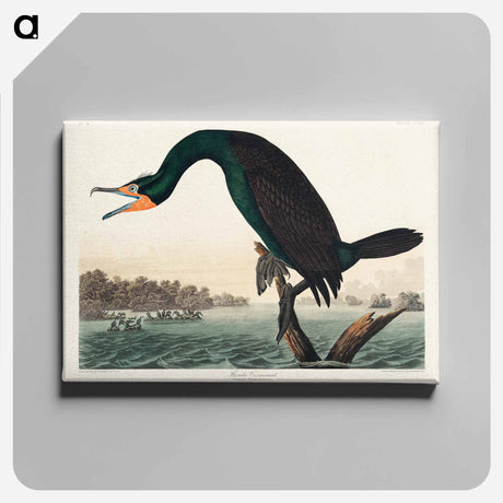 アートパネル-Florida Cormorant from Birds of America
 - アメリカの鳥たち Canvas.
