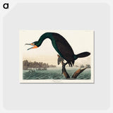 アートポストカード-Florida Cormorant from Birds of America
 - アメリカの鳥たち Postcard.