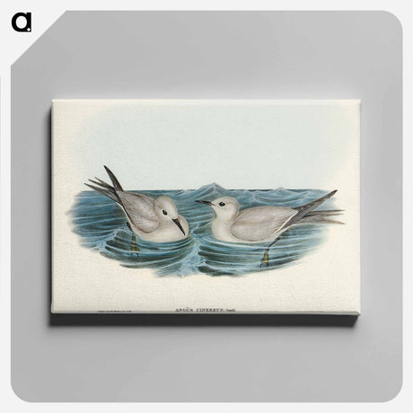アートパネル-Grey Noddy
 - オーストラリアの鳥 Canvas.