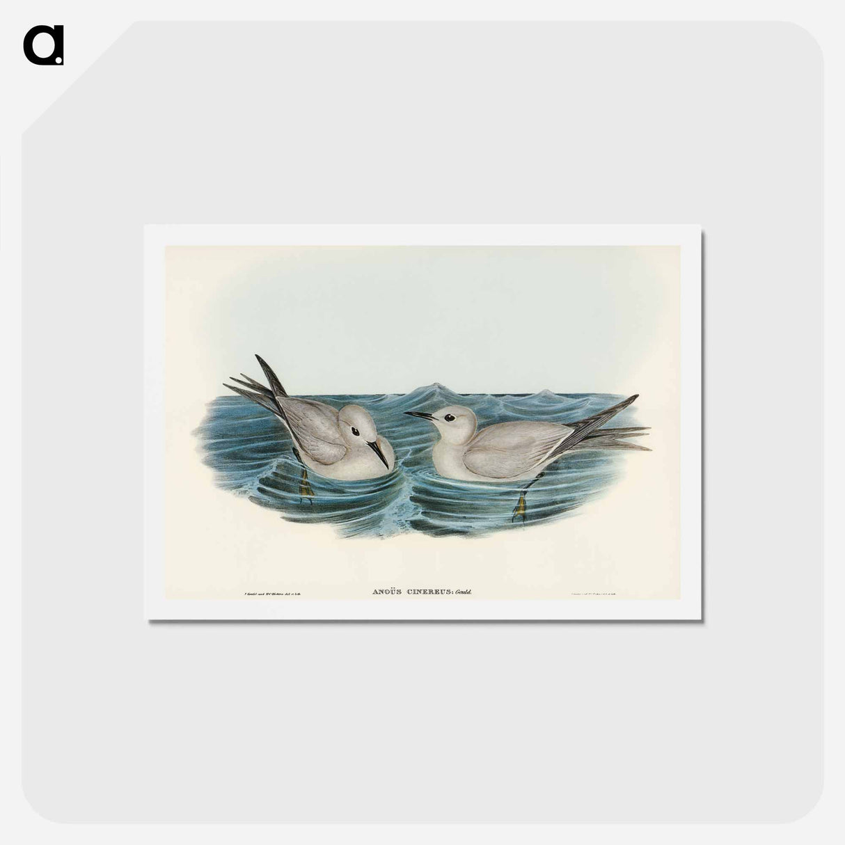 アートポストカード-Grey Noddy
 - オーストラリアの鳥 Postcard.
