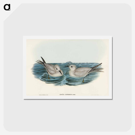 アートポストカード-Grey Noddy
 - オーストラリアの鳥 Postcard.