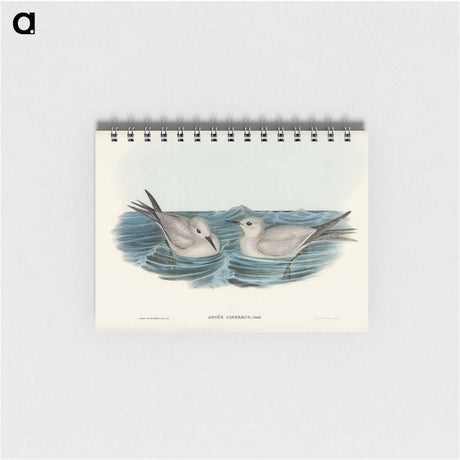 アートメモ帳-Grey Noddy
 - オーストラリアの鳥 Memo.