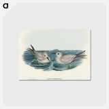 アートポストカード-Grey Noddy
 - オーストラリアの鳥 Postcard.