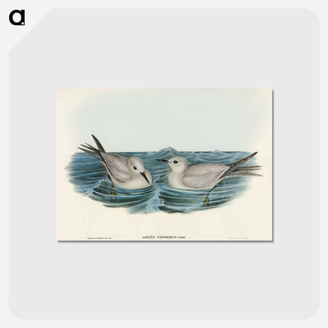 アートポストカード-Grey Noddy
 - オーストラリアの鳥 Postcard.