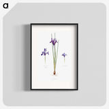 1-26_The-Genus-Iris_blk