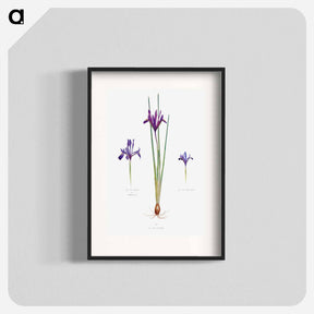 アートポスター-Iris Reticulata, Iris Histrio var. Orthopetala and Iris Bakeriana from The genus Iris
 - アヤメ属 Poster.