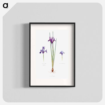 Iris Reticulata, Iris Histrio var. Orthopetala and Iris Bakeriana from The genus Iris
 - アヤメ属 Poster.