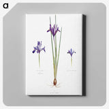 1-26_The-Genus-Iris_canvas