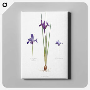 1-26_The-Genus-Iris_canvas