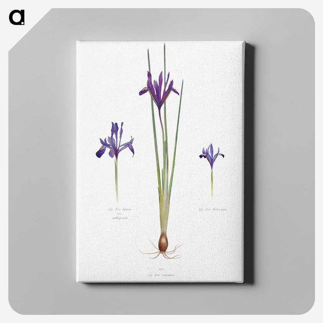 1-26_The-Genus-Iris_canvas