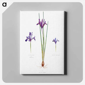アートパネル-Iris Reticulata, Iris Histrio var. Orthopetala and Iris Bakeriana from The genus Iris
 - アヤメ属 Canvas.