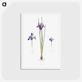 1-26_The-Genus-Iris_hagaki