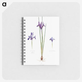 1-26_The-Genus-Iris_memo