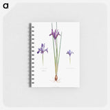 アートメモ帳-Iris Reticulata, Iris Histrio var. Orthopetala and Iris Bakeriana from The genus Iris
 - アヤメ属 Memo.