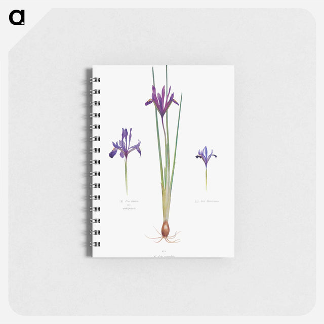 アートメモ帳-Iris Reticulata, Iris Histrio var. Orthopetala and Iris Bakeriana from The genus Iris
 - アヤメ属 Memo.