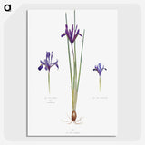 1-26_The-Genus-Iris_picture-crop