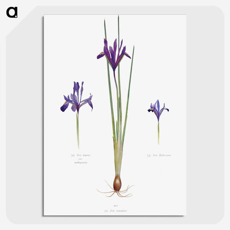 1-26_The-Genus-Iris_picture-crop